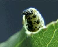 <i>Chrysomela lapponica</i> Larva (1 of 2)