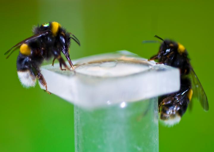 Bumblebees Getting a Reward