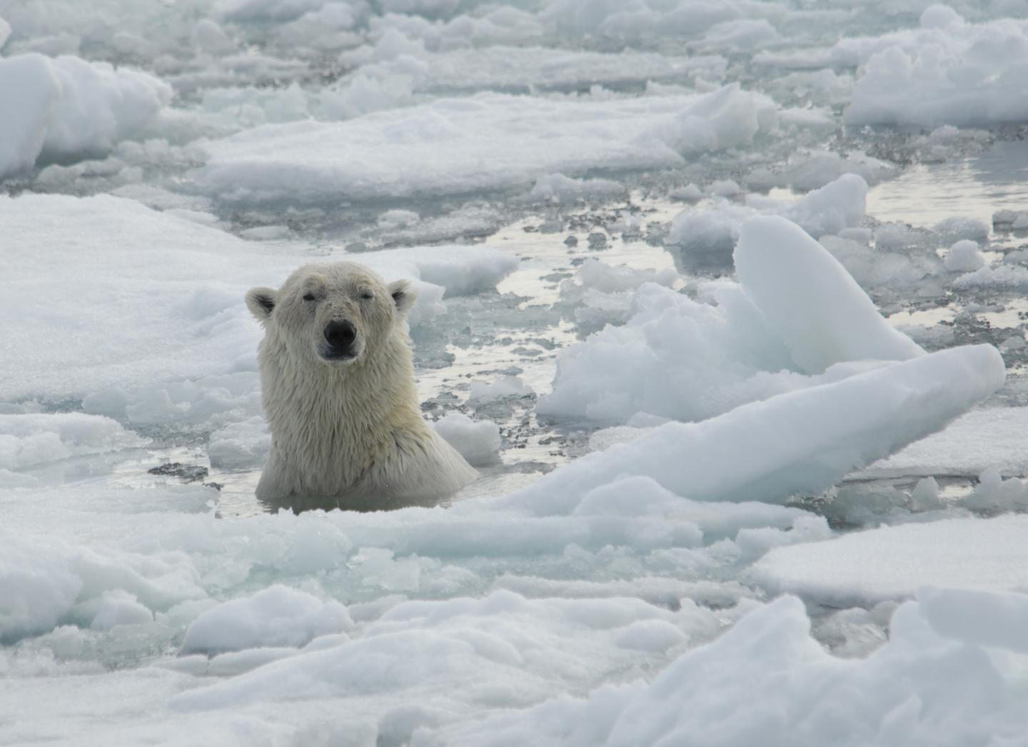 Polar bear blogs reveal dangerous gap between EurekAlert!