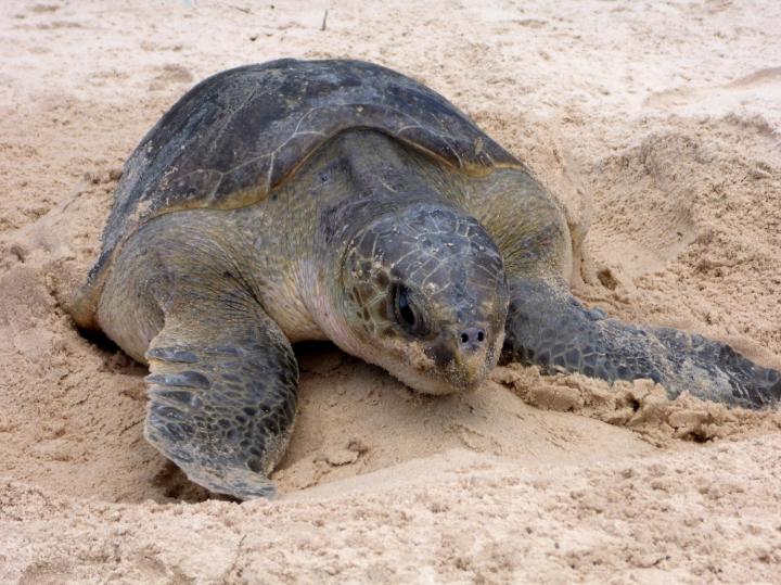 Nesting Female Olive Ridley Sea Turtle