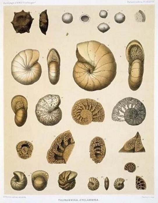 Drawings of species that form a spiral shell,