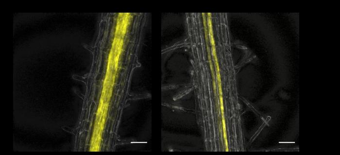 Plant root long