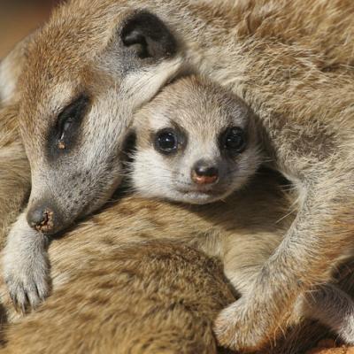 Meerkat with Young