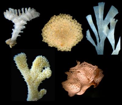 Bryozoan Colonies