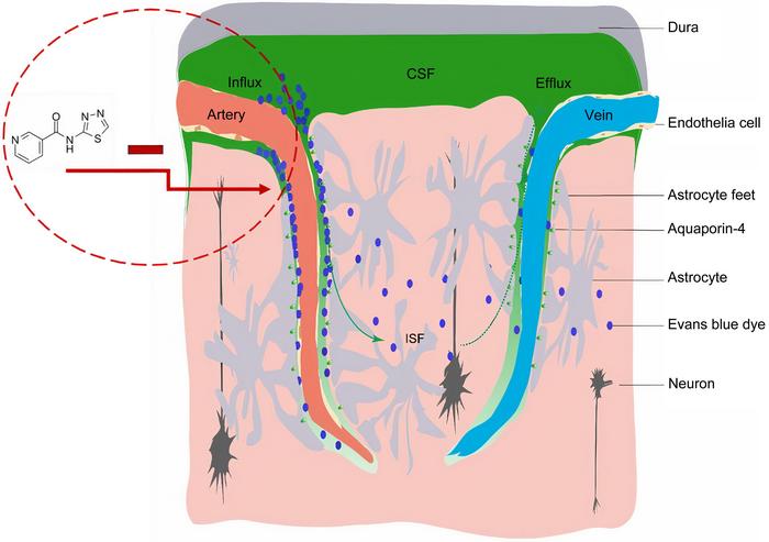 Schematic diagram of the mechanism of TGN-020’s effect on the glymphatic system