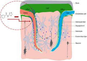 Schematic diagram of the mechanism of TGN-020’s effect on the glymphatic system