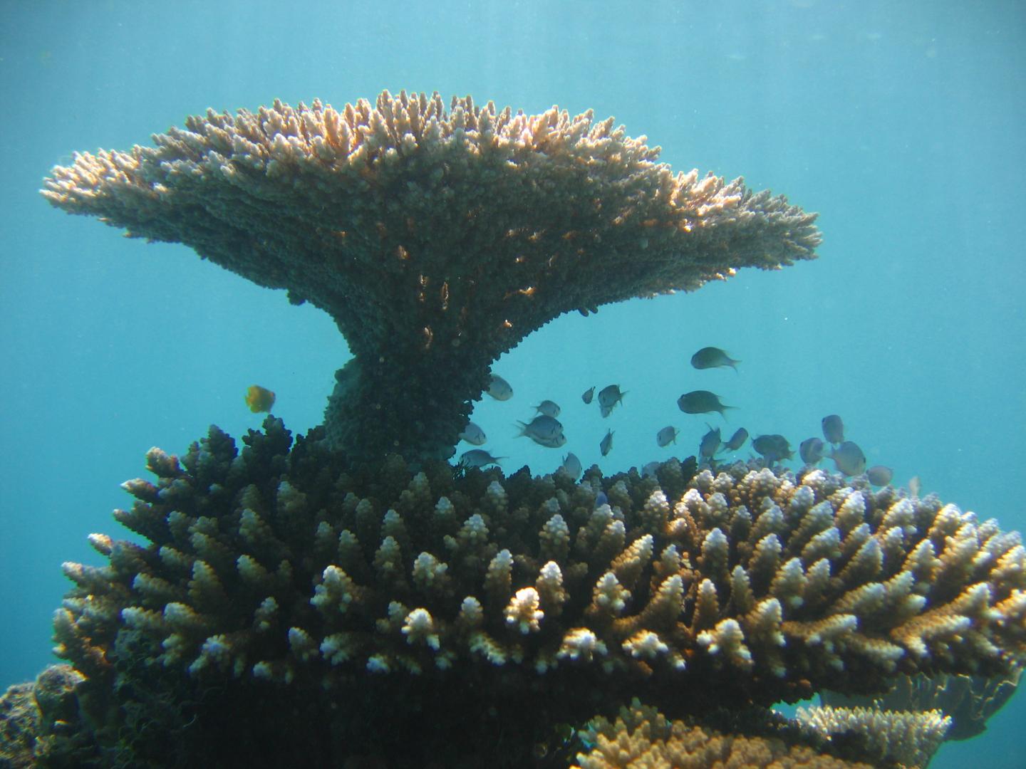 Table corals [IMAGE] EurekAlert! Science News Releases