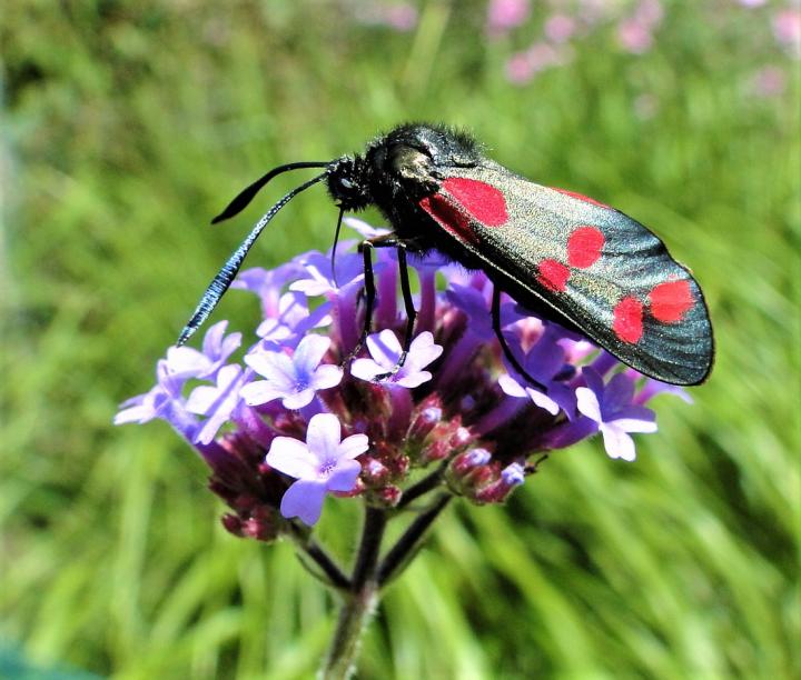 A Burnet Moth Visiting the Non-Native Garden Plant Verbena Bonariensis (Argentinian Vervain)