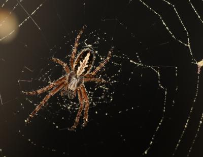 Orb Weaver Spider with a Pollen-Filled Web