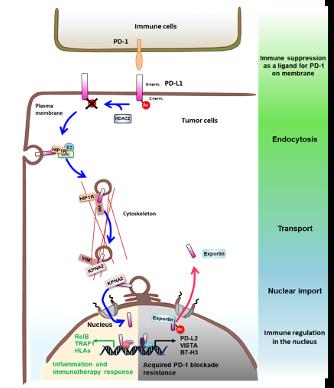 A schematic diagram of molecular mechanism of nuclear translocation of PD-L1 and its functions.