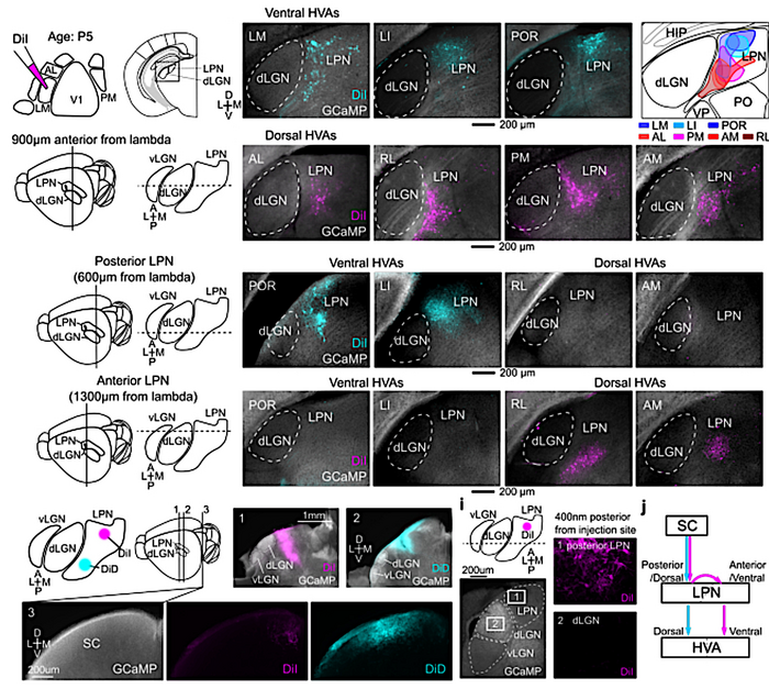 Visual networks in developing mice