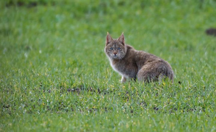 Chinese Mountain Cat (1 of 2)