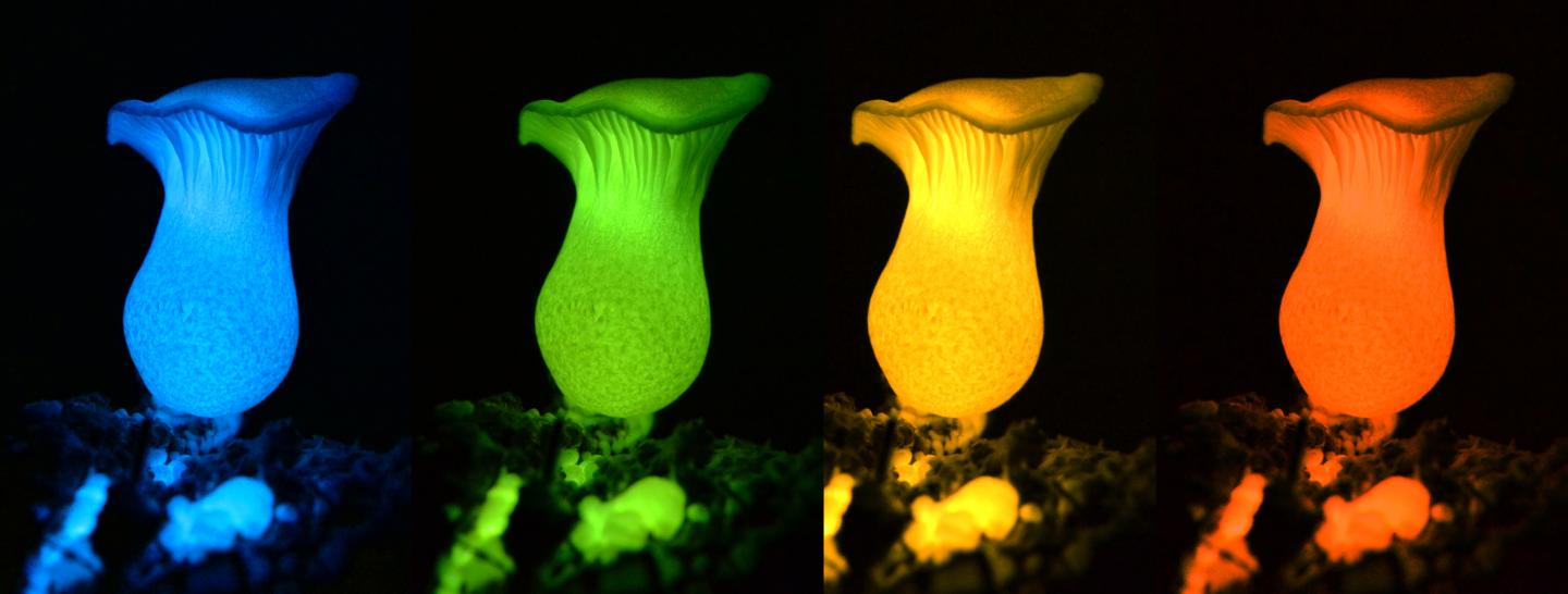 Illuminating the Secret of Glow-in-the-Dark Mushrooms