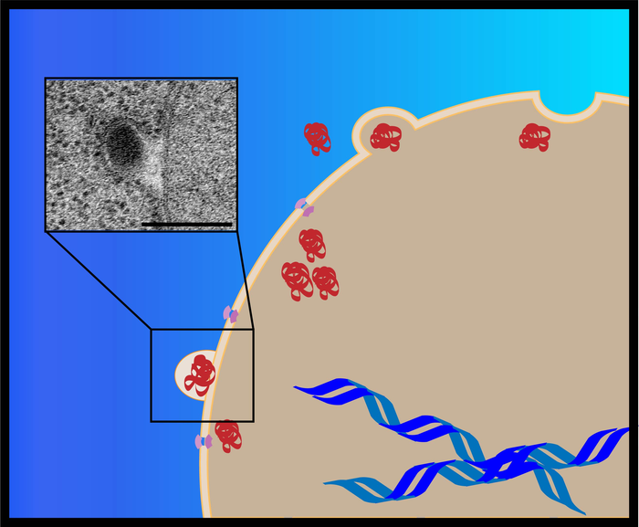 Human cell, animal cell. Medicine scientific, life and biology, molecular research DNA.