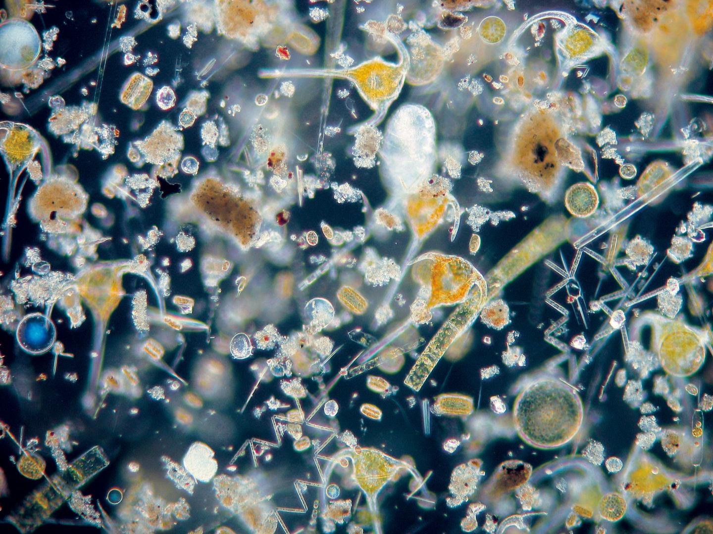 Plankton Communities