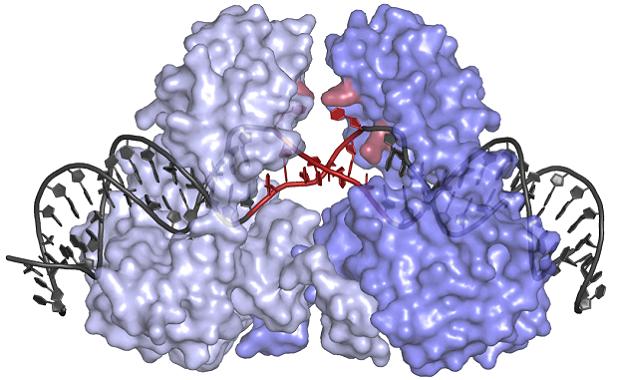 Crystal Structure of the Transposase Protein