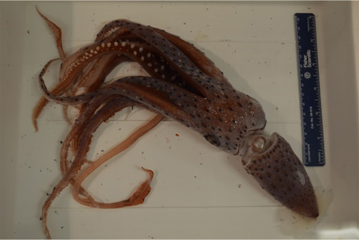 Histioteuthis, known prey species of Risso's dolphin