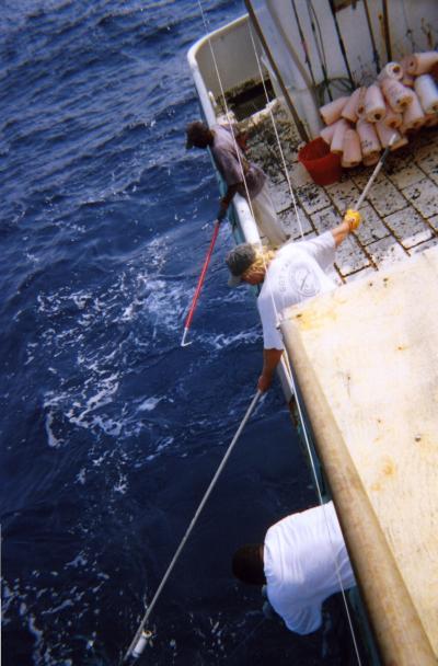 Tracking Bigeye Tuna in the NW Atlantic