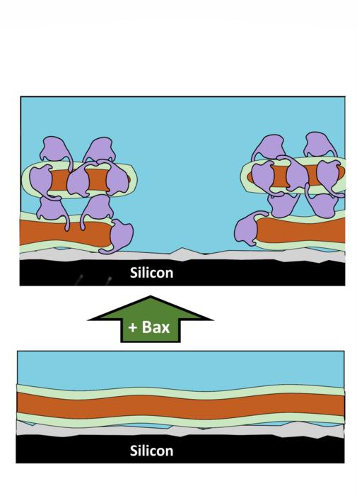 Schematic illustrating reorganisation of the mitochondrial surface by Bax.
