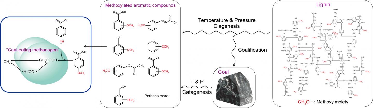 An Unexpected Mechanism for Me [IMAGE] | EurekAlert! Science News Releases