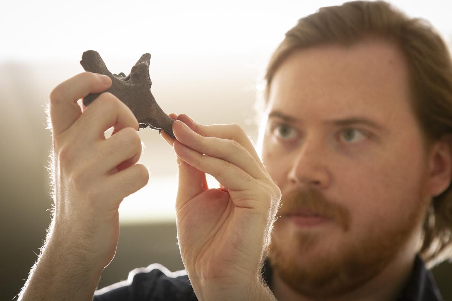 New Research Shakes up the Sloth Family Tree (1 of 2)