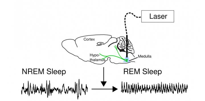 Triggering REM Sleep in Mice