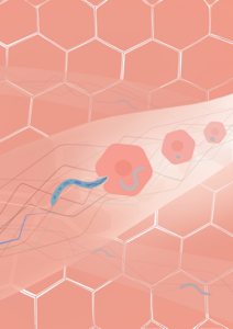 Depiction of the paths taken by the Plasmodium parasites in the liver.