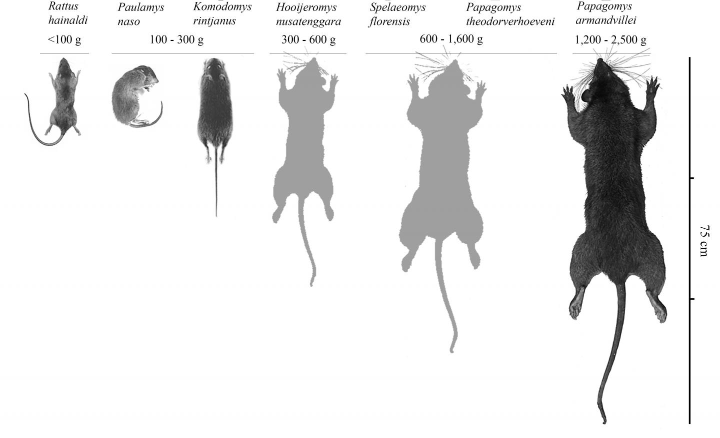 Feeder Rat Size Chart