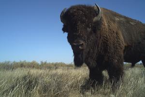 Bison camera-trapped in Montana, USA