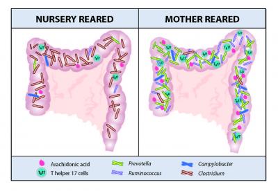 Higher Gut Microbiota Diversity