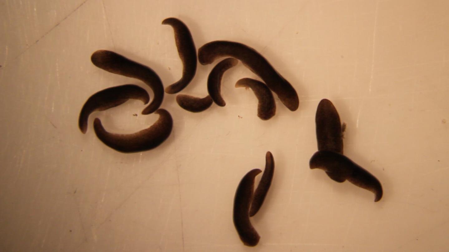 Flatworms Returning from Space