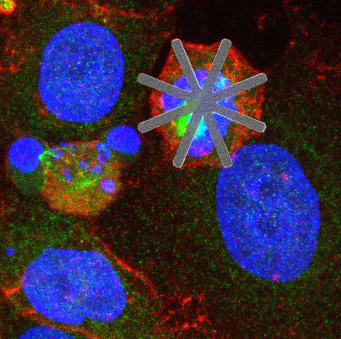 HeLa cell with a star-shaped silicon chip inside.