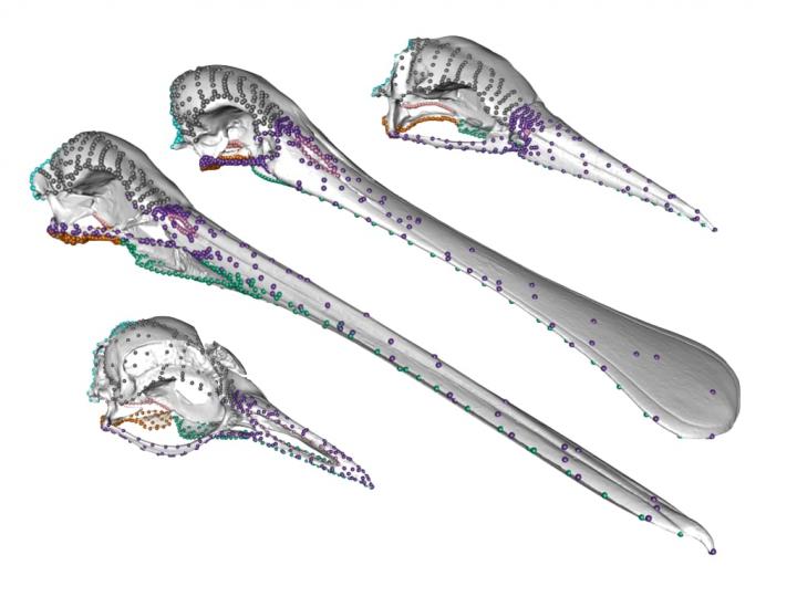 The Skulls of 4 Aquatic Animal-Eating Birds