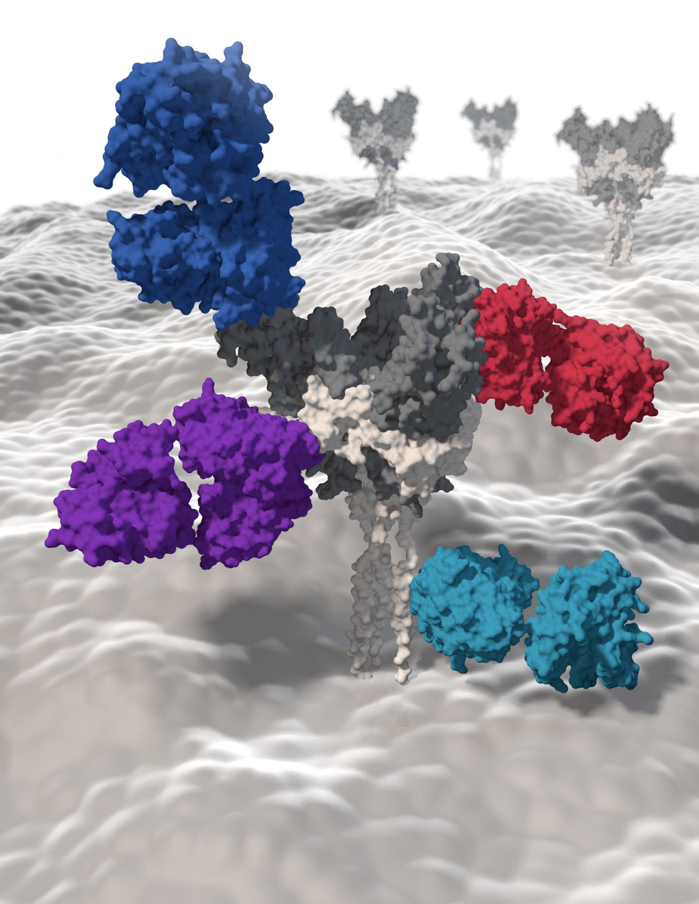 Antibodies From an Ebola Survivor Reveal a Potential New Vaccine Target (1 of 2)