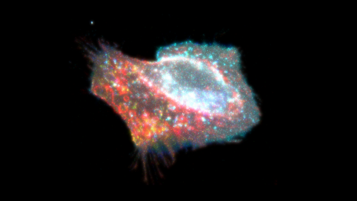 Cell in pyroptosis