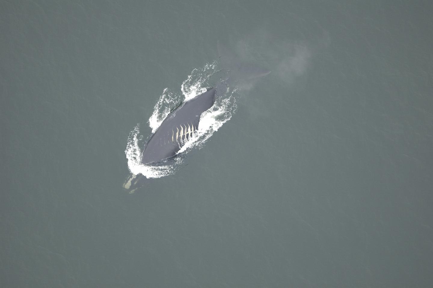 Male right whale #3522