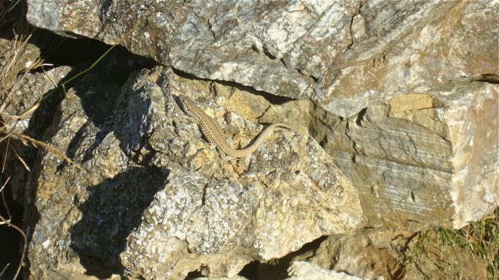 Aegean Wall Lizard Resting on Rock