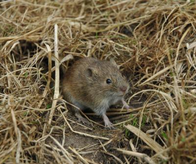 Continent-Wide Look at Vole Populations (7 of 9)