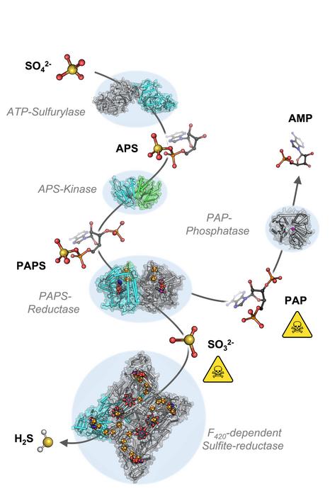 The reaction cascade