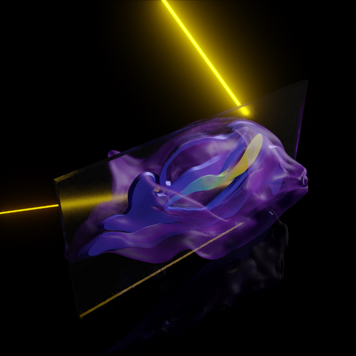 Laser-assisted analysis of a marmoset embryo after implantation