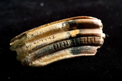 Horse Tooth