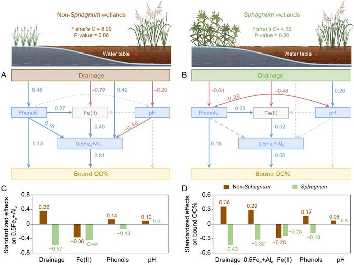 Pathways driving bound OC% changes after wetland drainage and the effect size of environmental variables