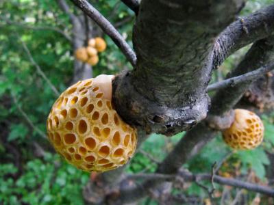 Patagonian Galls