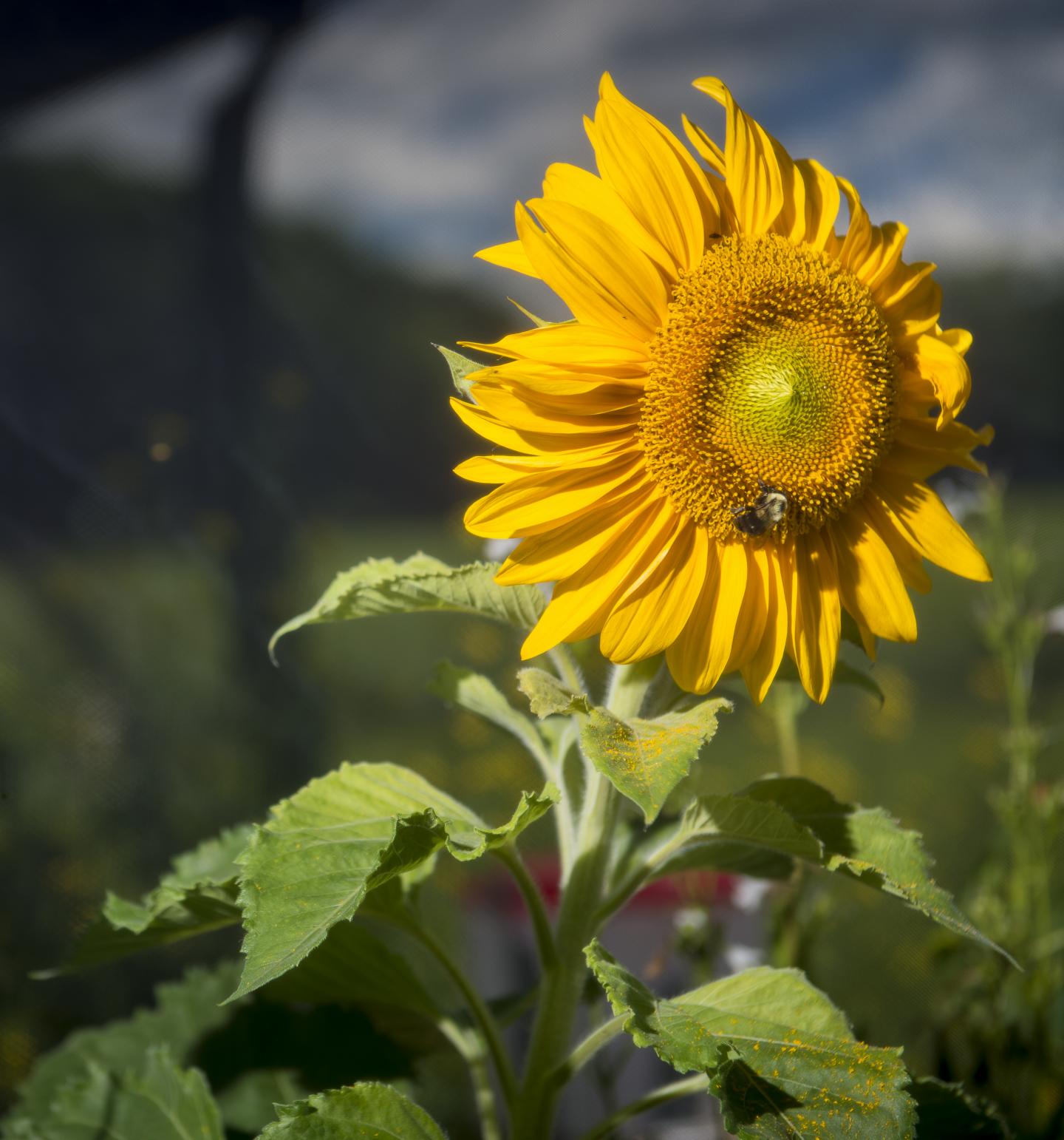 Common Eastern Bumble Bee
