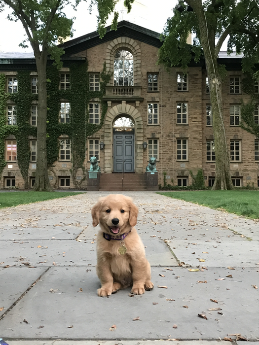 Puppy Koa at Princeton University