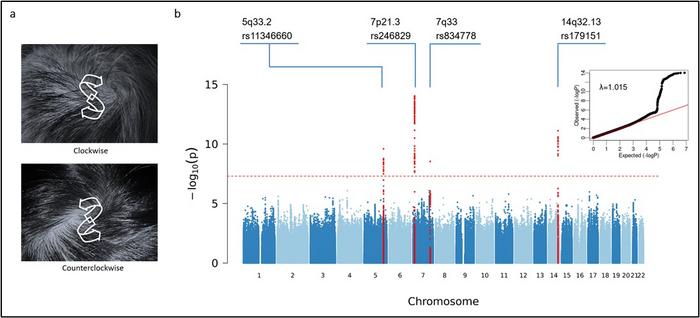 Genome-wide association studies of hair whorl direction identified four significant signals