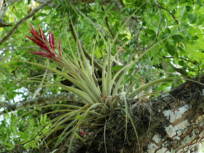 Epiphyt