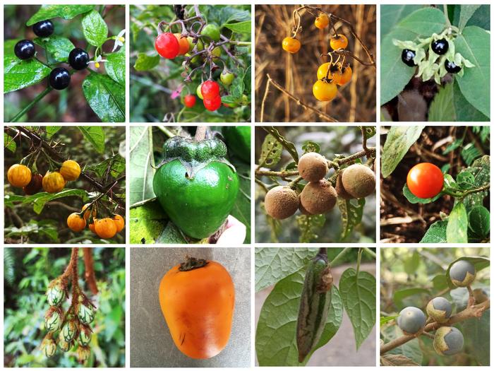 Sampling of Solanum fruits