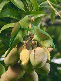 Costa Rica Parakeet