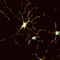 Neurons in WT Mouse
